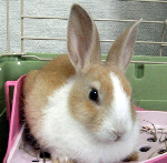 bike, photo, camera, rabbit, travel, Tokyo suburb