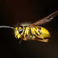 Fletcher Vredenburgh (@fletcherwasp) 's Twitter Profile