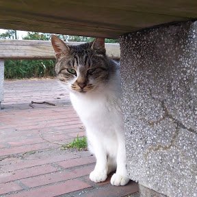 愛車ハンターカブで全国の漁港や猫島を巡りそこで出会った野良猫の動画を撮るYouTuberです。
YouTube
https://t.co/UYEoxdGIDi
その他SNSはこちら
https://t.co/EdrTI4y9uN