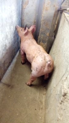 Venta de semen porcino, duroc, pietrain belga, landrace. sementales pietrain , hibridos. yaonahuac puebla