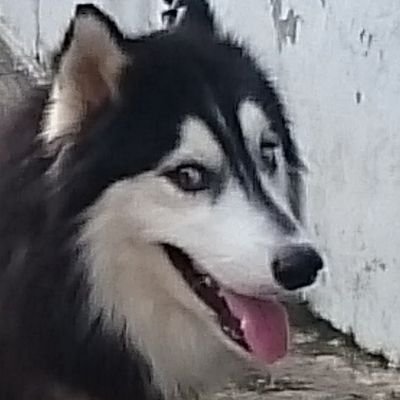 AlbertHuang1's profile picture. I don't tweet much... I speak Chinese mandarin, English 
I love animals , Instagram : Albert Huang