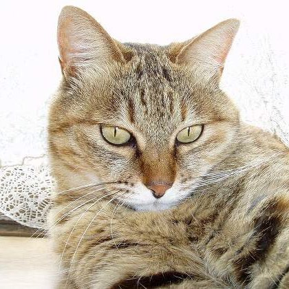 mengmeng90's profile picture. 