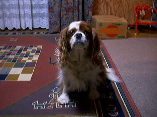 yumamiih's profile picture. スペイン語、翻訳学習者（停滞ぎみ💦）
やまねこ翻訳クラブ会員。