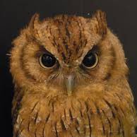 bravissimo (@bravissimo_j) 's Twitter Profile Photo