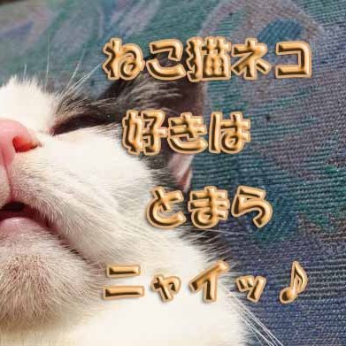 ひょんな事から保護猫達と暮らすことになり、すっかり猫にはまること３０年♪　そのネコ達との楽しい暮らし、闘病、お別れ。。。東京下町、小さな家の　小さな猫との大切な日常❤️　 
https://t.co/0AfP8w7gc0【ねこ猫ネコ好きは　とまらニャイッ♪】ブログ