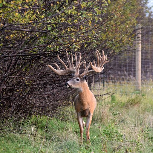 Deer and Elk hunting ranch in eastern South Dakota. Call us today at 605-940-1180 to book a hunt. Instagram @sodakprairieacres #sodakprarieacres