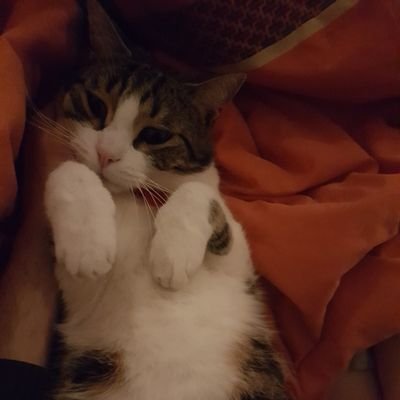 micha_cham's profile picture.