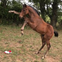 Highline Thoroughbreds (@highlinetbreds) 's Twitter Profile