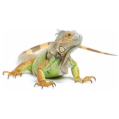 @iGuana_iDM