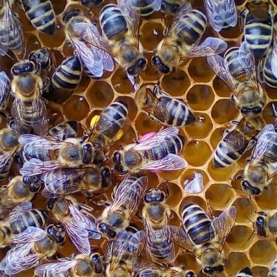 Македонски интернет портал за пчели и пчеларство /
Macedonian web-portal about honey bees and beekeeping
