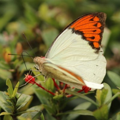 A taste of Taiwan's butterflies and other insects. For bird stuff see @TaiwanBirding