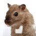 The Church Mouse (@thechurchmouse) Twitter profile photo