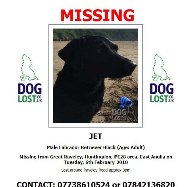 Jet went missing Tuesday 6th February around 3.30pm in Great Raveley, Huntingdon. https://t.co/RLen0Jfe8G