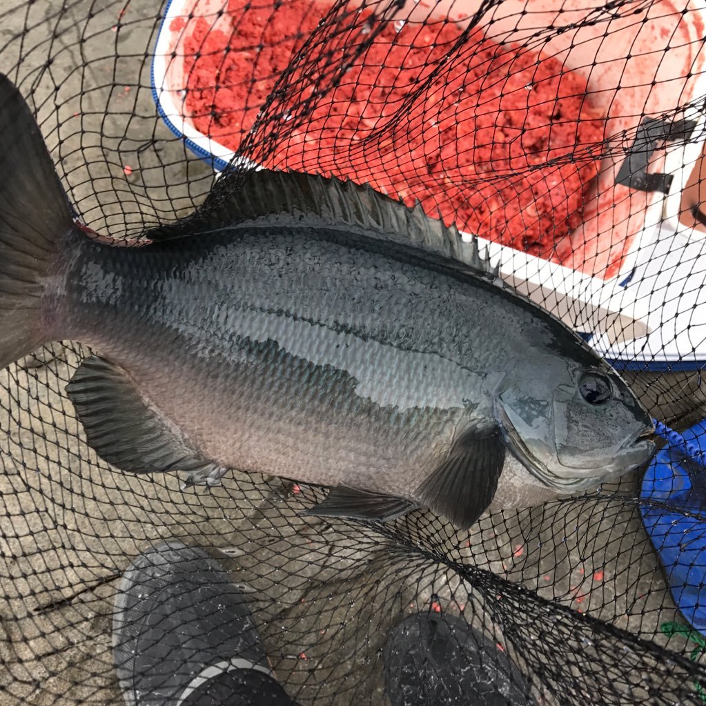 磯でのグレ釣りとタイラバなど船釣りも大好きな釣り大好き人間です！四国は愛媛県から宇和海の磯フカセと松山沖のタイラバを紹介します。釣り好きな方よろしくお願いします！「いてこーわい」は伊予弁で行ってきますという意味です。