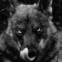 Darkstaff88 (@proof881) 's Twitter Profile