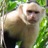 pverrengia's profile image