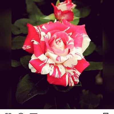 togulanna's profile picture. nothing is impossibLe