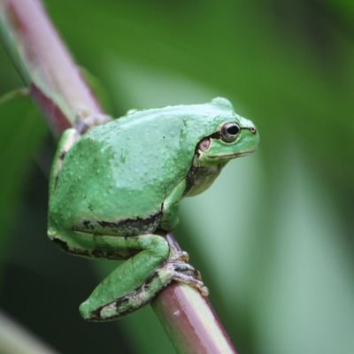 長崎大学ビオトープ・パレットです！ 私たちは長崎大学にあるビオトープを管理している公認サークルです。 ビオトープの掃除のほか、生き物の観察・採集やバードウォッチングなどを通して、様々な生き物に出会えます！！ 専門知識の有無は問いません！少しでも生物に興味がある方は是非気軽にDMをください♪