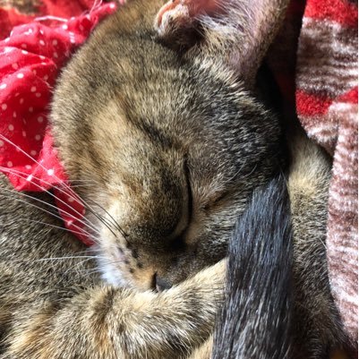 xcude7NsfMdNLmt's profile picture. 猫飼い始めました(^-^)かっかっ可愛いっわ〜😍てなわけでTwitterも始めました笑笑初心者なのでよくわかりませんがよろしく(^-^)