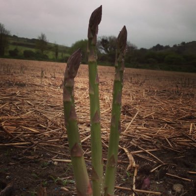 Passionate #asparagus grower and supplier to discerning chef's in Cornwall and beyond