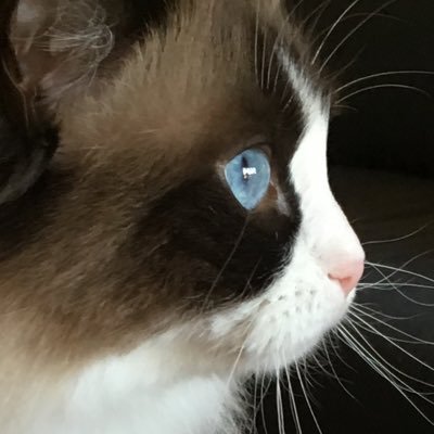 mystic ragdolls
