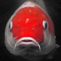 三毛猫大明神さんのプロフィール画像