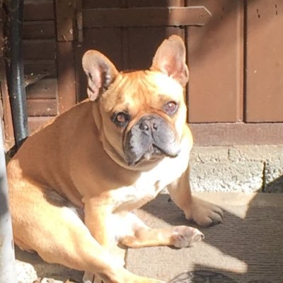 KaftanYvonne's profile picture. I love Dogs