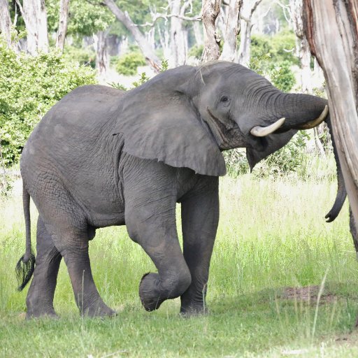 Zambia Integrated Forest Landscape Project