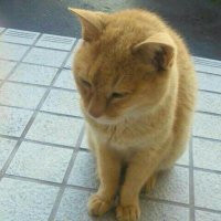 ごーりゅー (@gr12061) Twitter profile photo