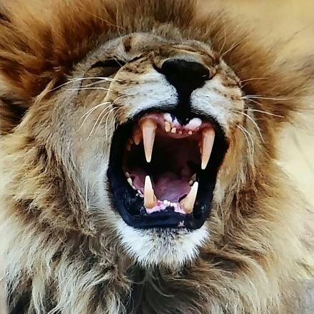 kotze_deon's profile picture. Widower. Pureblood. Retired and travelling Africa, meet the people and take many photos. WP/Stormers for life!..