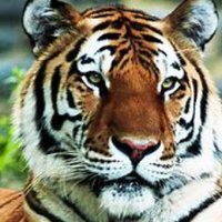 TigerTamer (@medicvet68) 's Twitter Profile Photo TigerTamer (@medicvet68) 's Twitter Profile Photo