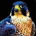 Rabie AlDakkak DVM ربيع الدقاق (@rabiealdakkak) Twitter profile photo Rabie AlDakkak DVM ربيع الدقاق (@rabiealdakkak) Twitter profile photo