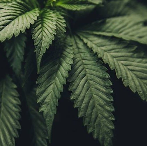 access_canibus's profile picture. 