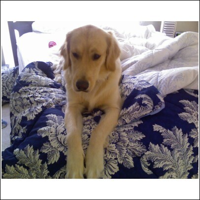 ajbell1's profile picture. Senior Program Director - NRBTV