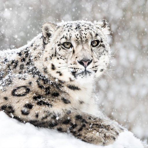 TradingLeopard's profile picture. Politically homeless.