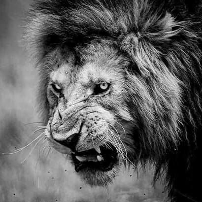 ChessPlayerOJ's profile picture. Believe 🙏🏽