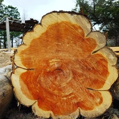 Small-scale custom woodwork sawmill capable providing one of a kind customer lumber