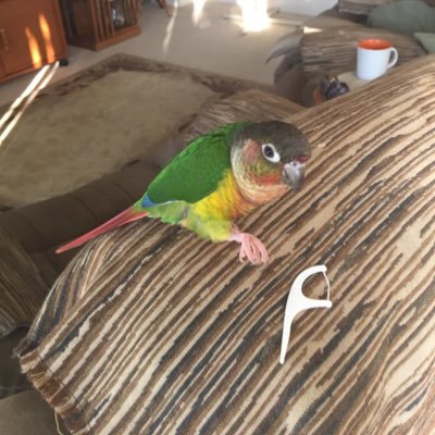 Janice01872236's profile picture. conservatives who tries to play pickle ball