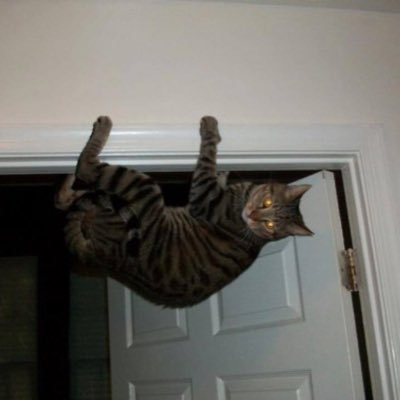 donotopen___'s profile picture. 