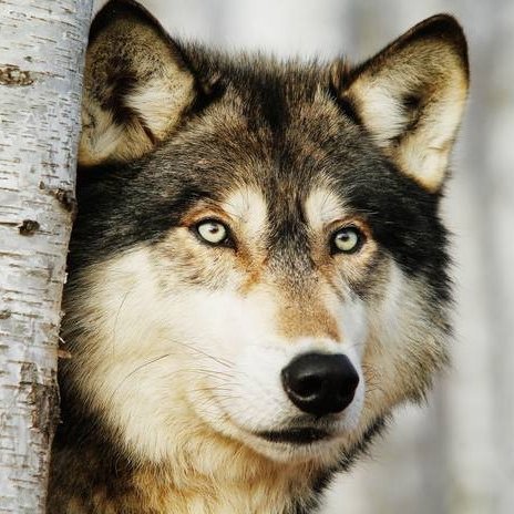 WolfusVerus's profile picture. A righteous wolf on a quest for truth - and a lil' bit of food.