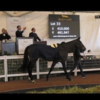 Monbeg Stables (@monbegstables) 's Twitter Profile