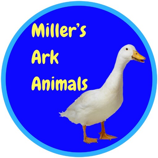 Miller's Ark Animals.Hands On Farm For All https://t.co/YD2Syn8eJr Farm-Open Days- Birthday Parties-Red Letter Days-Home of Miller's Ark Charity. Tel:01256 767596