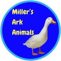 Miller's Ark Animals(@MillersArk) 's Twitter Profile Photo