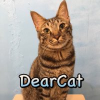 DearCat/保護猫カフェ&ホテル/奈良 生駒(@dear_cat_cafe) 's Twitter Profile Photo