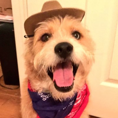 LokesterTheDog's profile picture. The goodest of boys