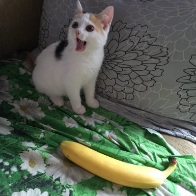 spicyboyos's profile picture. give as much as you take & forgive as much as you hate or get the 🤭 out