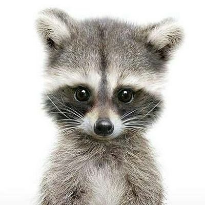 Rozecrocs's profile picture. 