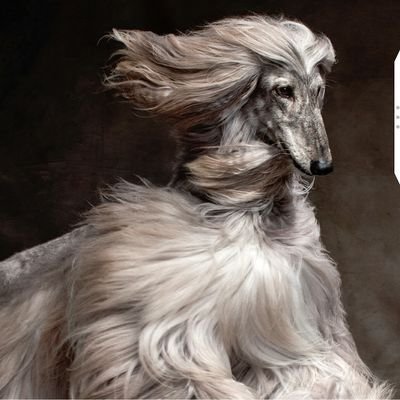 sholemmon's profile picture. 