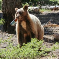 tbear (@mikefle77346935) 's Twitter Profile