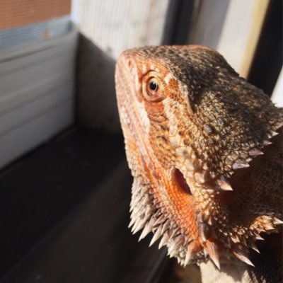 BeachyBabe420's profile picture. mother of 5. father of three (3). entrepreneur. human rights activist. inspiration. follow for daily country music content